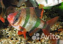 Аквариумные рыбки и растения