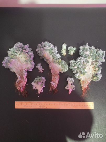 Суккулент. Эхеверия Фрости кристата