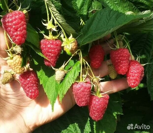 Малина ремонтантная