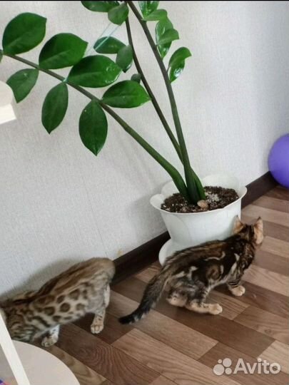 Бенгальские котята