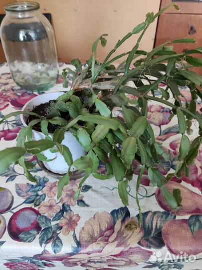 Декабрист шлюмбергера