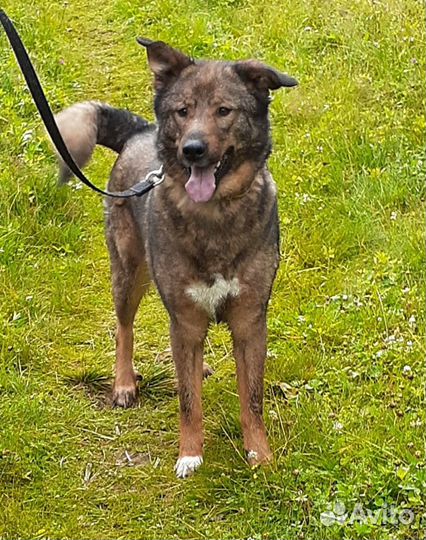 Грей ищет дом