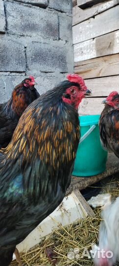 Куры петухи