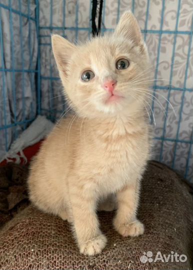 Котенок в доьрые руки