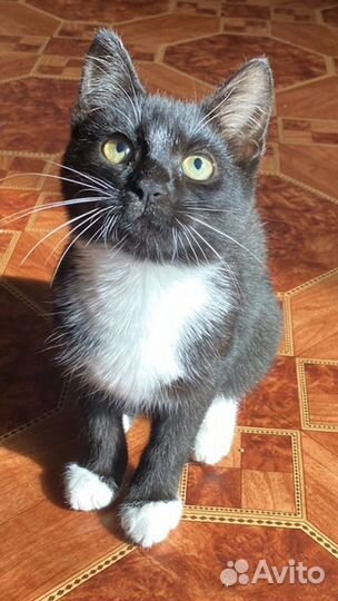 Котёнок (девочка 2,5 мес)