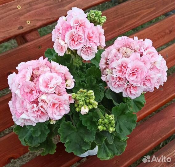 Пеларгония герань