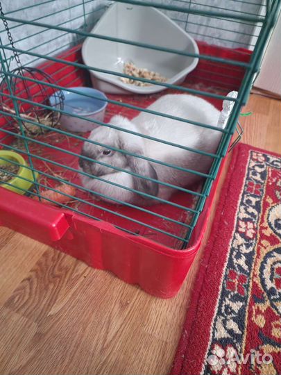 Карликовый вислоухий кролик баран