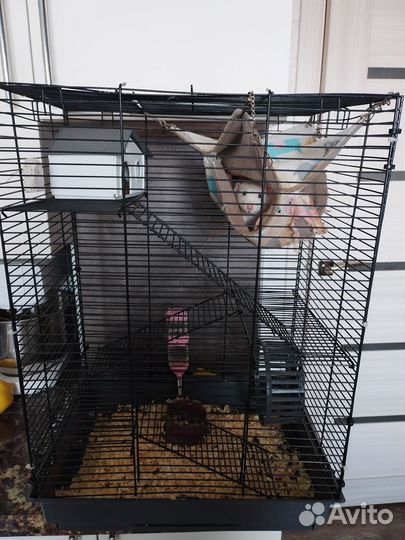 Домашняя передержка животных