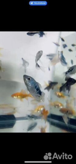 Аквариум новый 30л и 35л с крышкой и подсветкой
