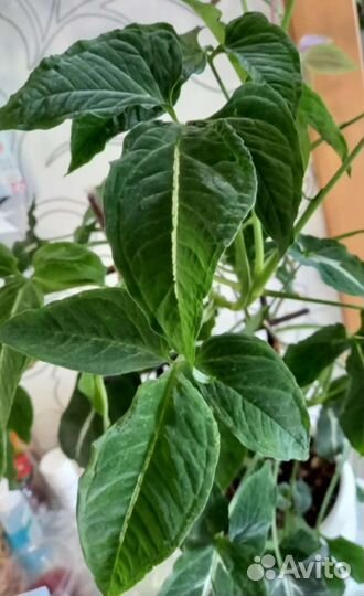 Сингониум Вэнленда