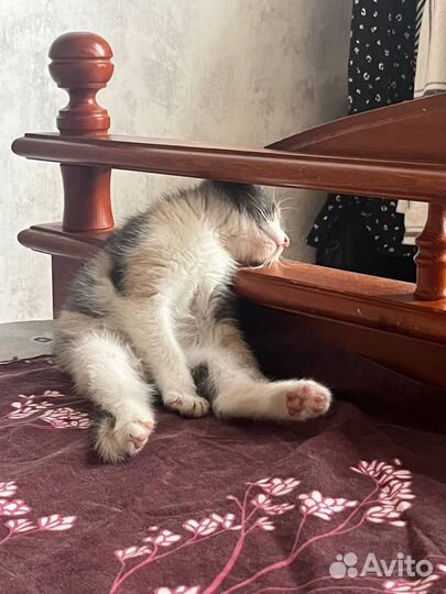 Кошечка Мия