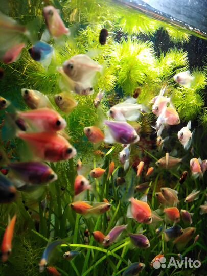 Тернеция гло