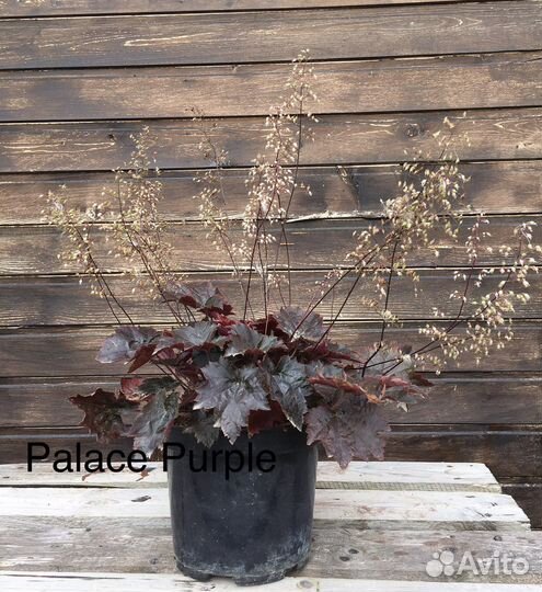 Многолетние растения для сада