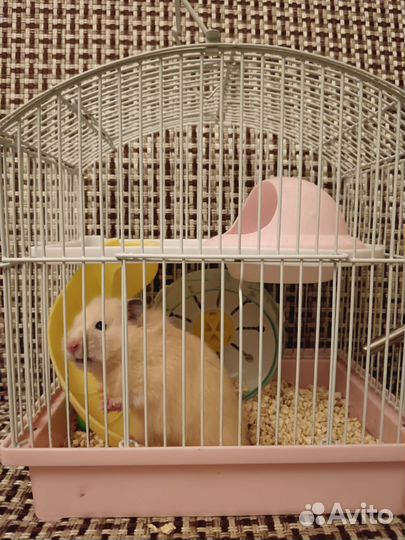 Хомяк с клеткой