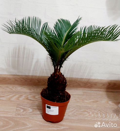 Цикас Революта