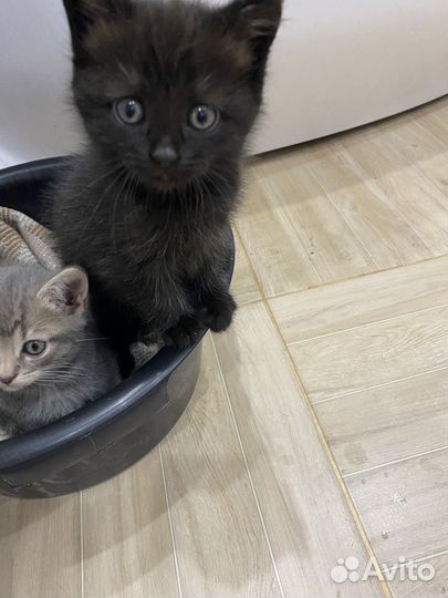 Котята бесплатно