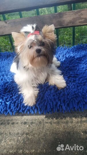 Бивер щенки