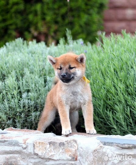 Улыбашка девочка сиба шиба ину