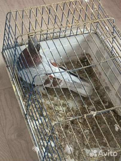 Продажа голубей