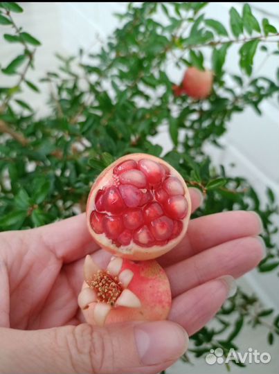 Гранат карликовый