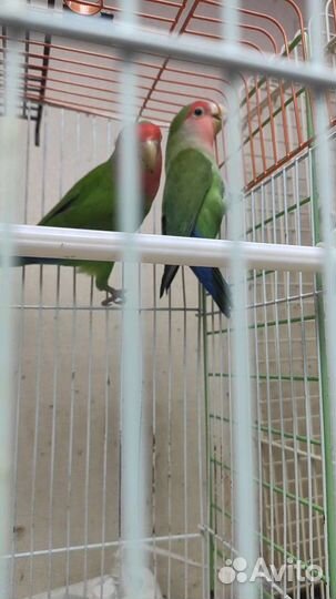 Птенцы неразлучников