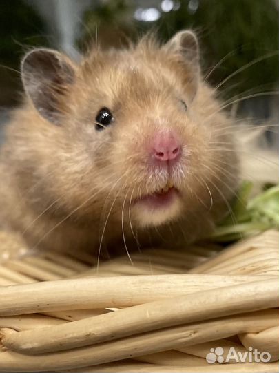 Крупный, ручной сирийский хомячок