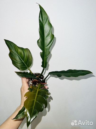 Филодендроны