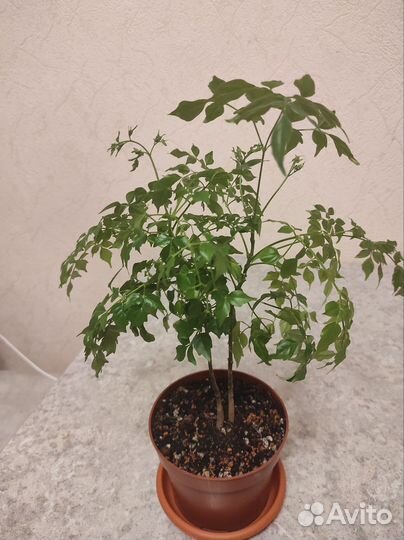 Радермахера