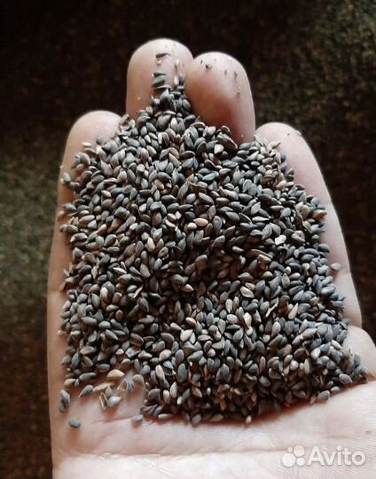 Семена ели от производителя