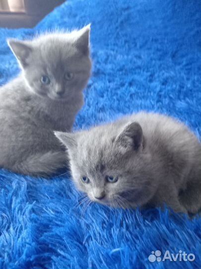 Шотландская