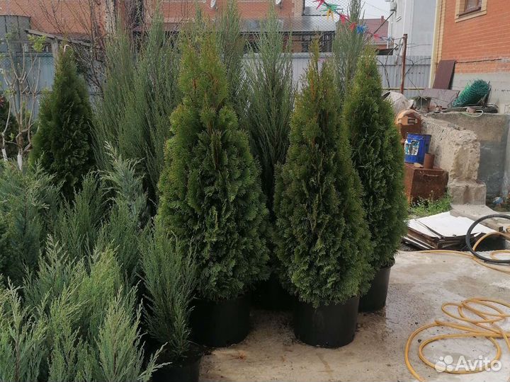 Можжевельник блю арроу