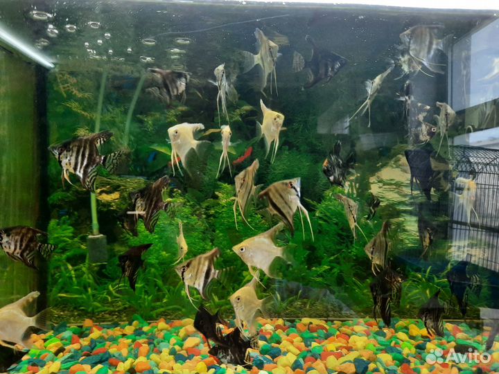 Аквариумные рыбки