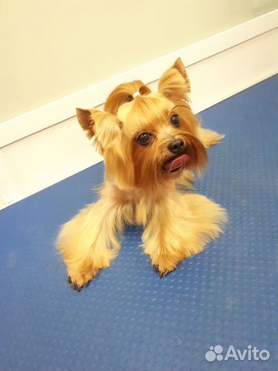 Cтрижка собак и кошек бесплатно в качестве модели