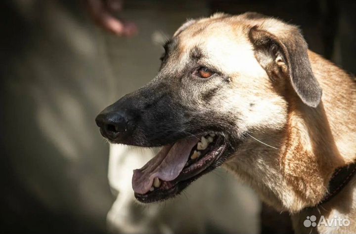 Собака в добрые руки. Белла