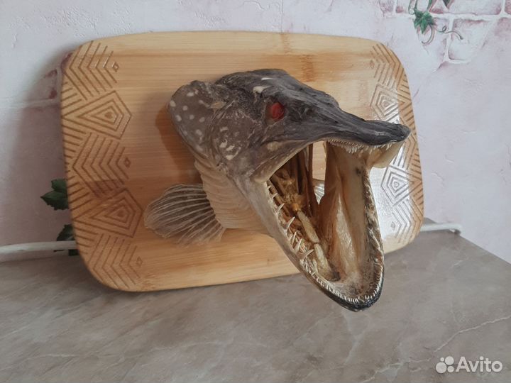 Чучело головы щуки