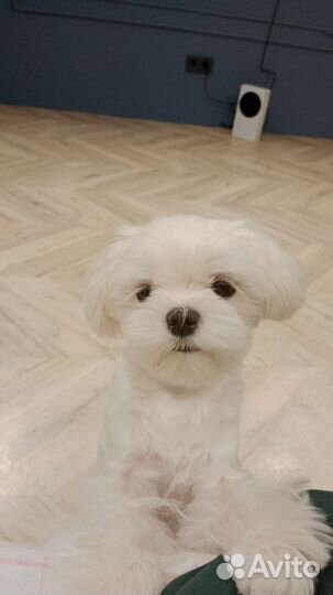 Выгул собак маленьких пород