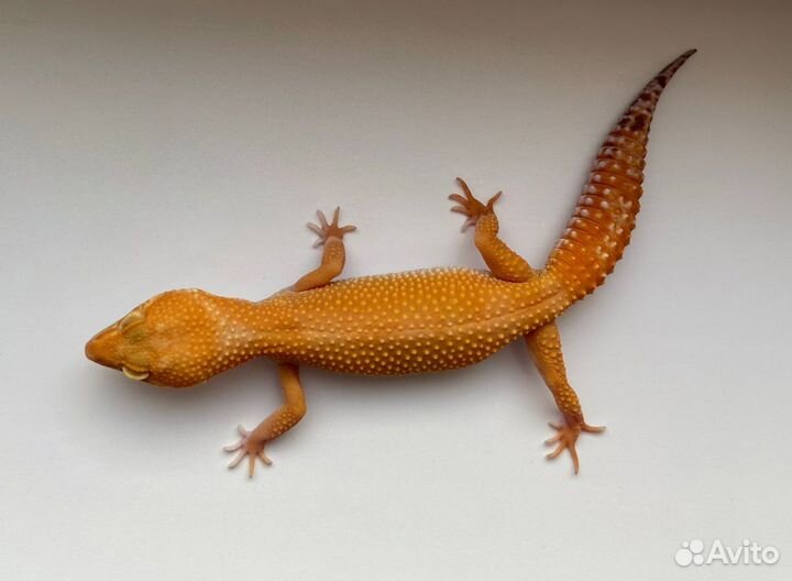 Эублефары Sunglow TA 2023 самки