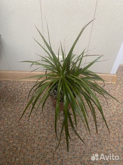 Драцена три ствола