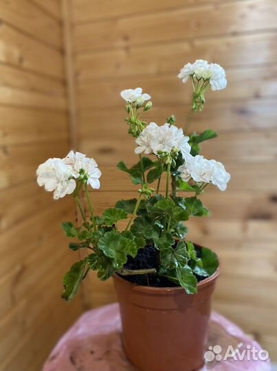 Пеларгония герань