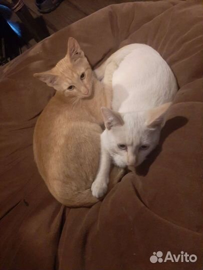 Котята в добрые руки бесплатно