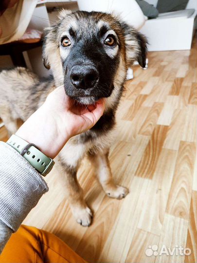 Щенок ищет мам и пап бесплатно в добрые руки