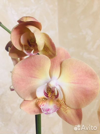 Орхидея фаленопсис Леди Мармелад