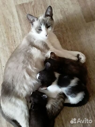 Голубоглазые милахи от сиамской кошки