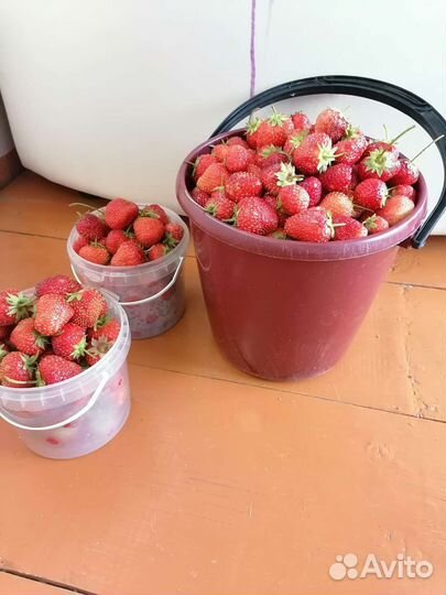 Клубника ремонтантная