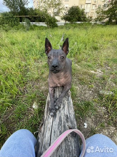 Ксолоитцкуинтли в добрые руки