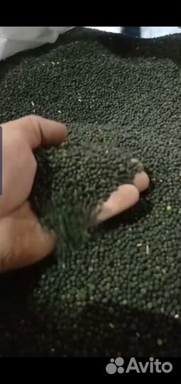 Вика озимая