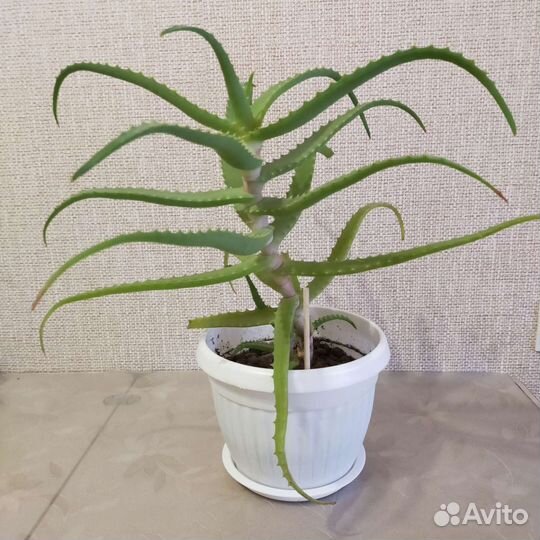 Алоэ лечебный в кашпо