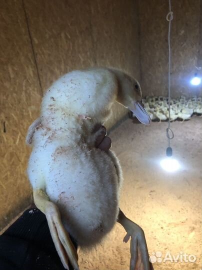 Утки муларды