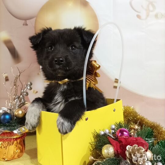 Щенок в добрые руки бесплатно