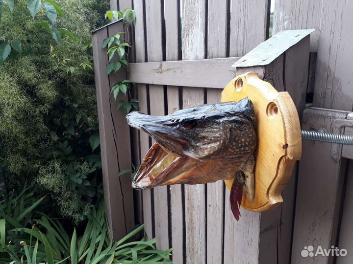 Чучело из головы рыбы Щуки